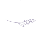 Lavendel-Dolde
